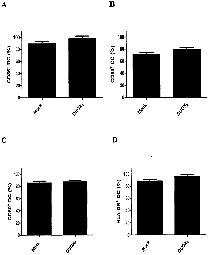 DC (Dendritic Cell) vaccine modified by DUOX2 and applications of DC vaccine in killing and wounding pancreatic cancer initiating cells in targeted manner