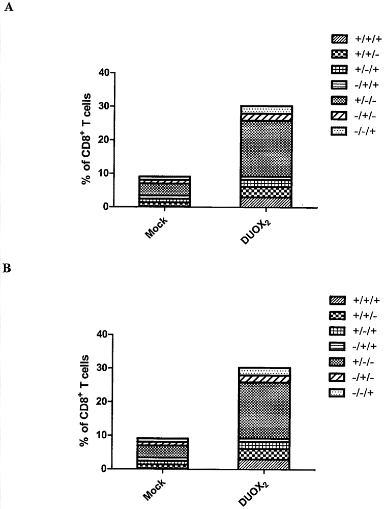 DC (Dendritic Cell) vaccine modified by DUOX2 and applications of DC vaccine in killing and wounding pancreatic cancer initiating cells in targeted manner