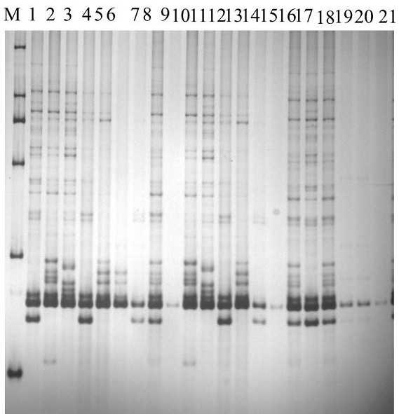 A functional marker of wheat phytoene synthase gene psy-e2 and its application