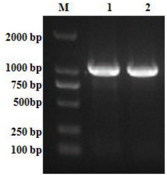 Pullorum disease antibody latex agglutination negative selection detection kit as well as preparation method and application thereof