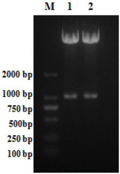 Pullorum disease antibody latex agglutination negative selection detection kit as well as preparation method and application thereof