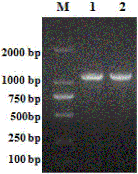 Pullorum disease antibody latex agglutination negative selection detection kit as well as preparation method and application thereof