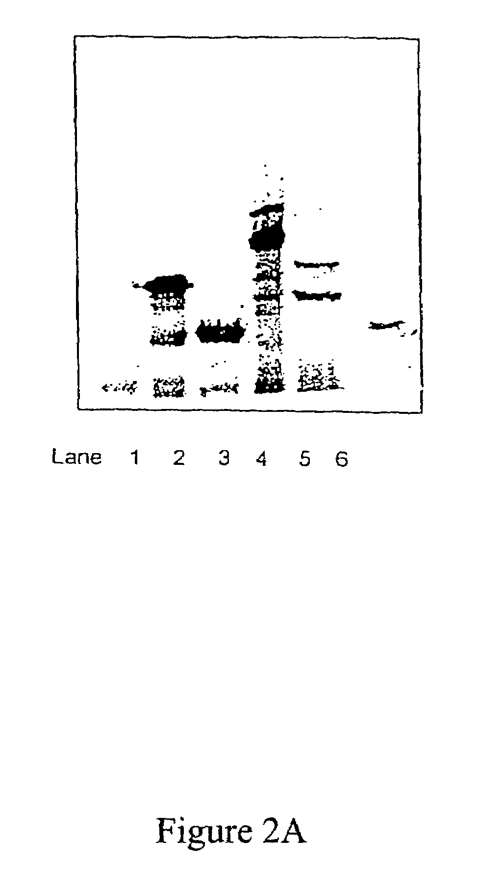 Methods for the detection of colorectal cancer