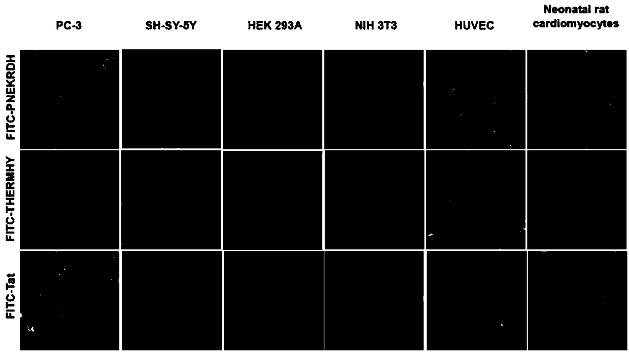 Cell penetrating peptide with neutral charge and application of cell penetrating peptide as delivery carrier in cells