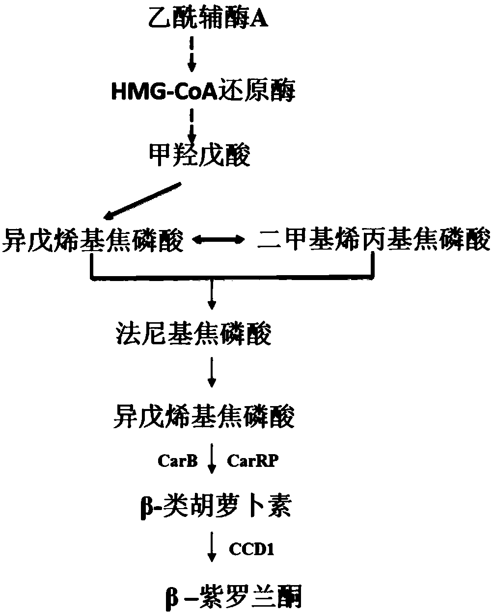 Genetically engineered bacterium for production of beta-ionone and construction method and application thereof