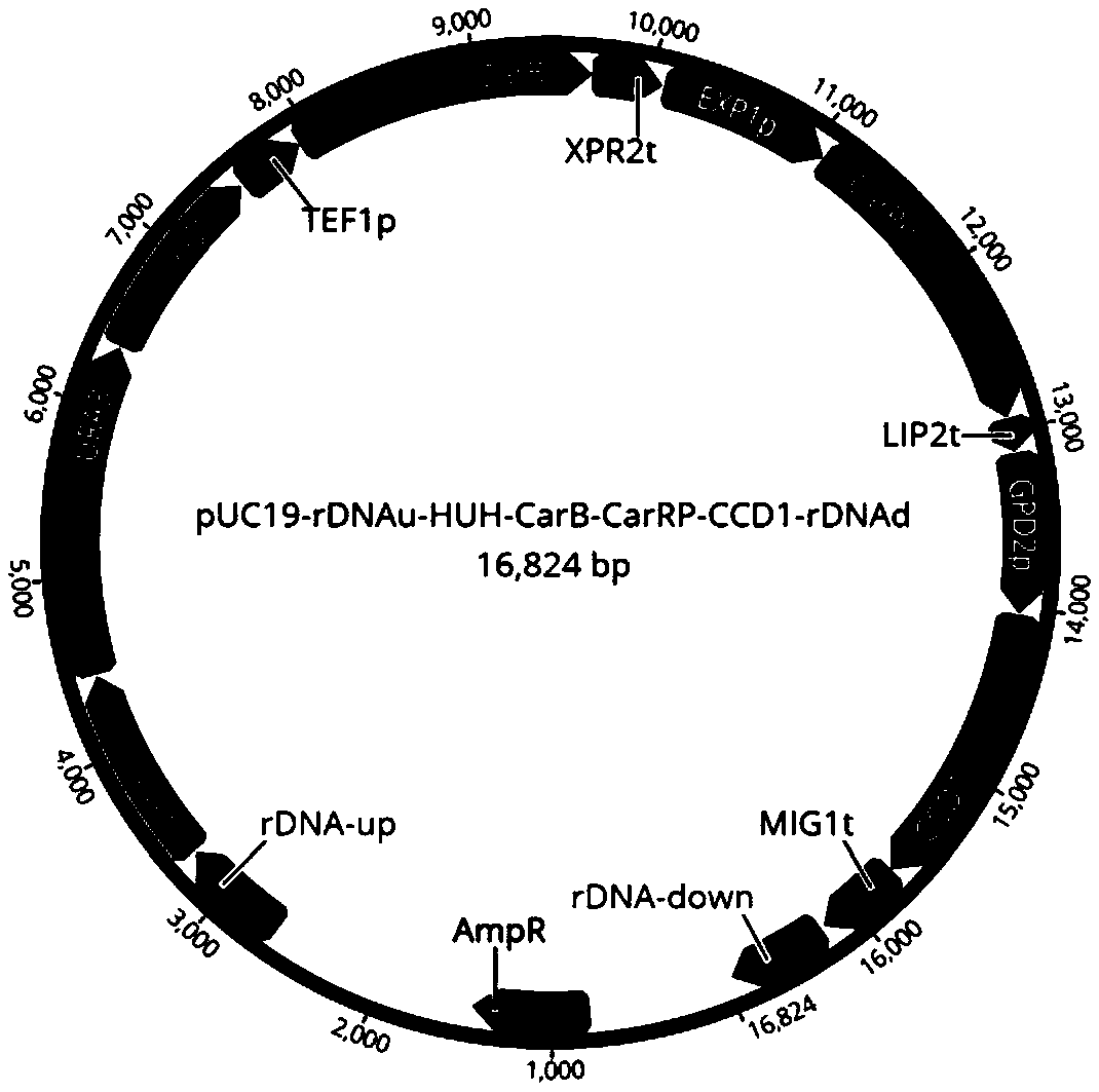 Genetically engineered bacterium for production of beta-ionone and construction method and application thereof