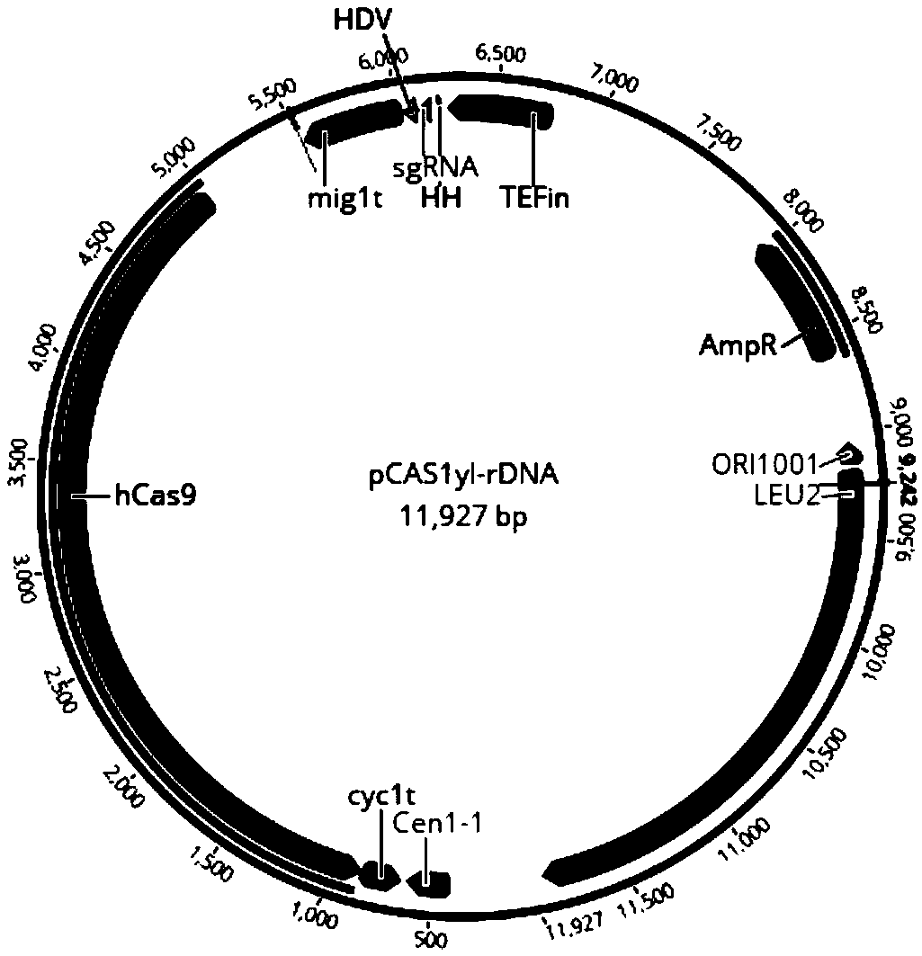 Genetically engineered bacterium for production of beta-ionone and construction method and application thereof