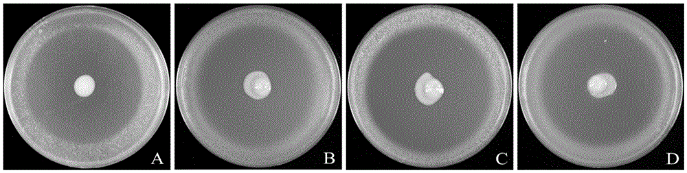 Separation and application of pseudomonas with significant antagonism to plant pathogenic bacteria