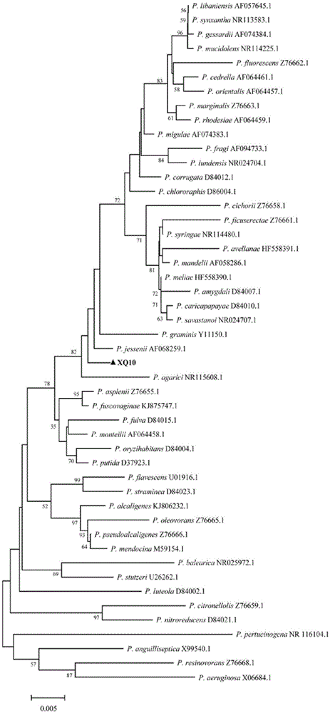 Separation and application of pseudomonas with significant antagonism to plant pathogenic bacteria