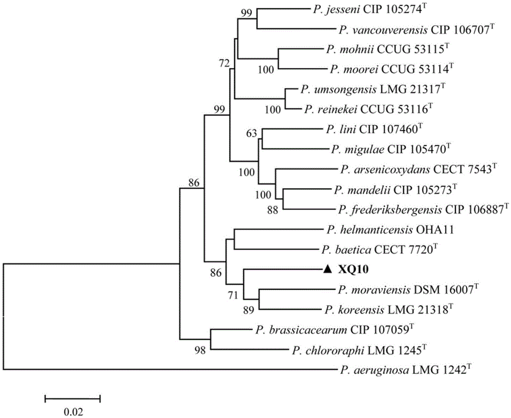 Separation and application of pseudomonas with significant antagonism to plant pathogenic bacteria