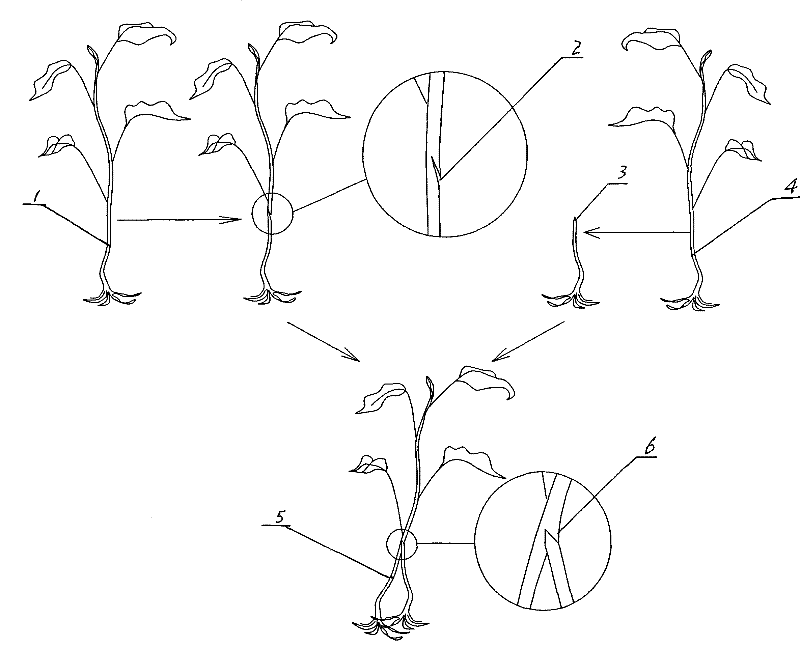 High output and good quality aubergine graft and transplantation technique in different seasons