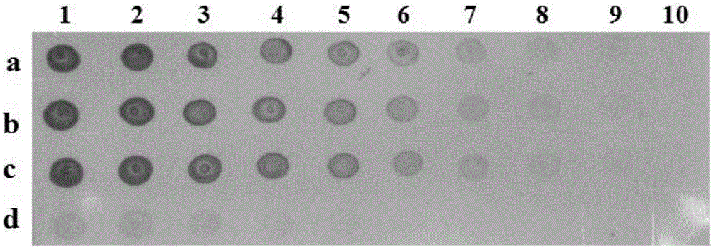 Hybridoma cell strain secreting citrus yellow vein clearing virus-resistant monoclonal antibodies and monoclonal antibody application thereof