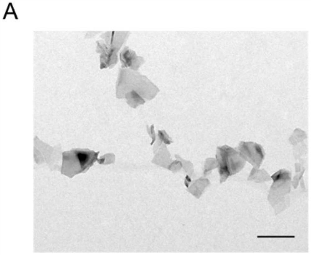 Oxidized black phosphorus nano material for osteoporosis