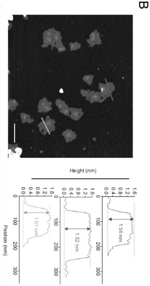 Oxidized black phosphorus nano material for osteoporosis