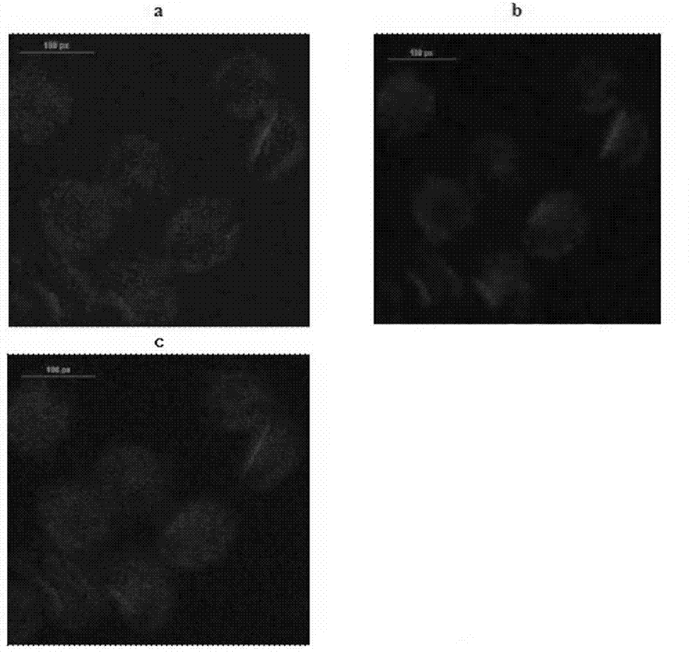 Tumor-targeted adenovirus polymer drug delivery system and preparation method thereof