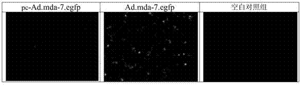 Tumor-targeted adenovirus polymer drug delivery system and preparation method thereof