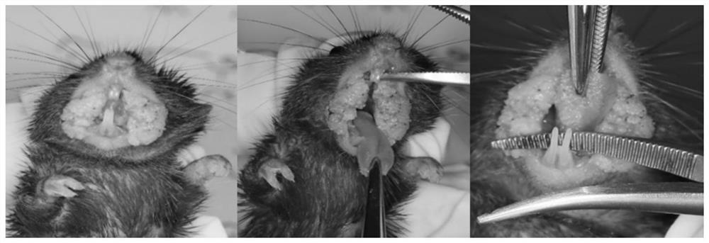 Construction method of Kras mutation related oral mucosa malignant animal model