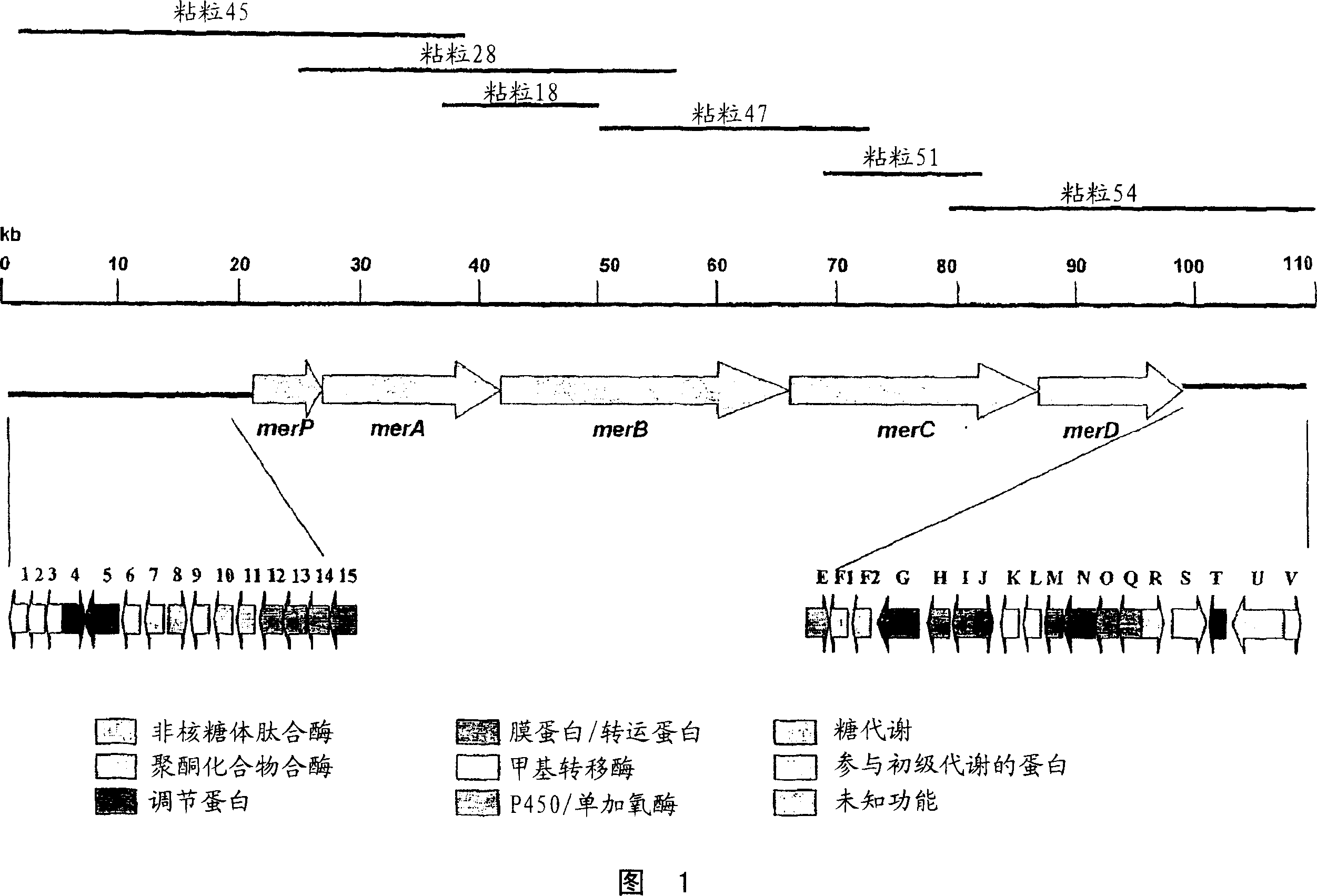 Biosynthetic gene cluster for the production of a complex polyketide