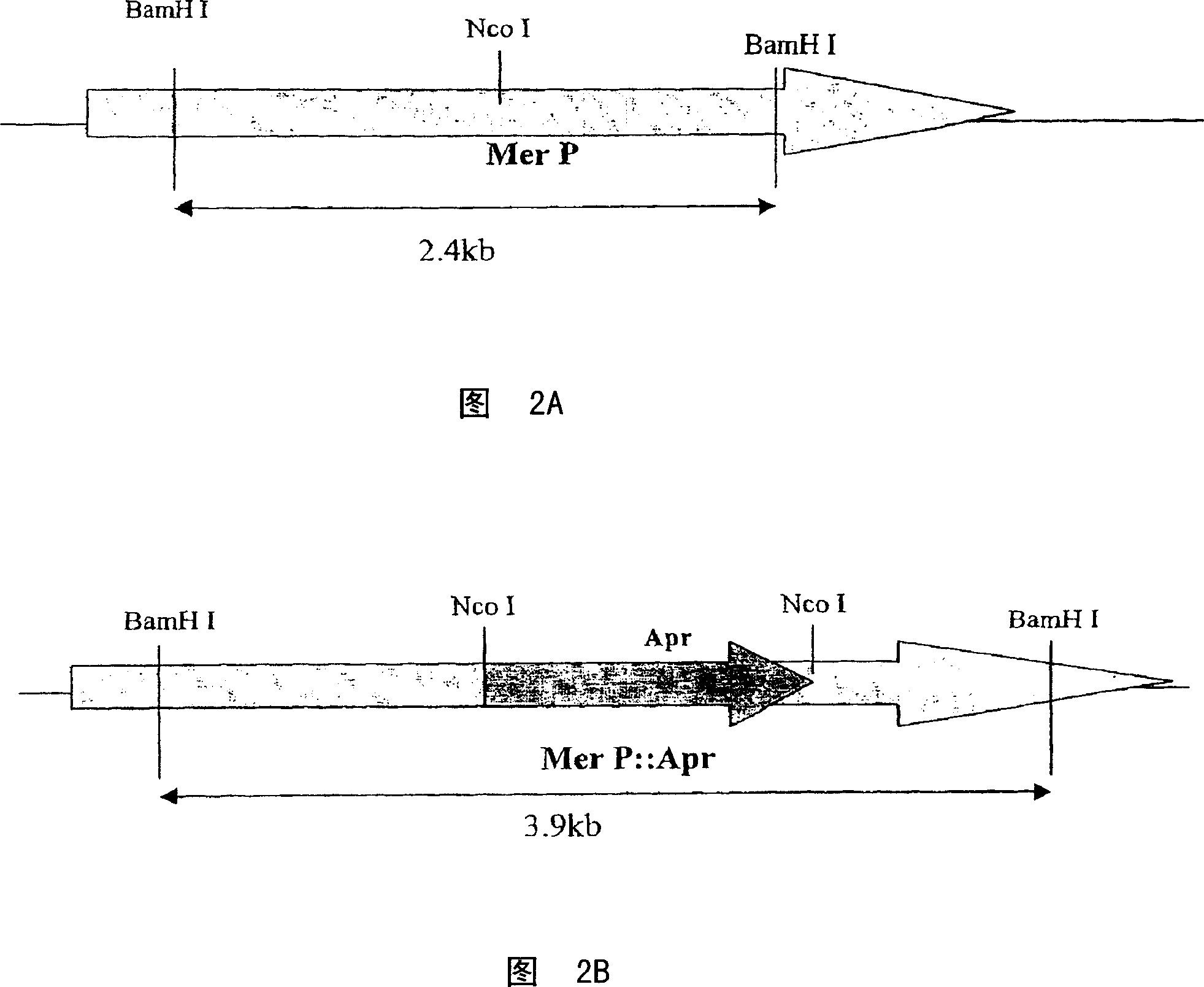 Biosynthetic gene cluster for the production of a complex polyketide