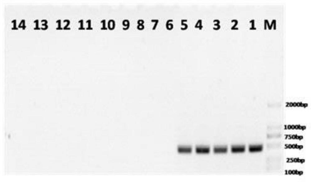 Primer pairs, kits and methods for identifying storage powder pirates