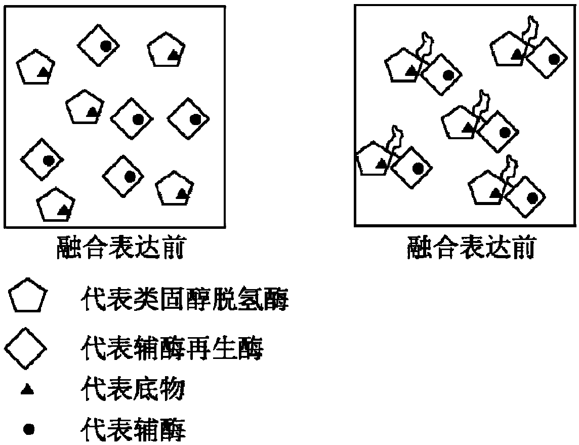 Method of preparing tauroursodeoxycholic acid by biotransformation and application of method