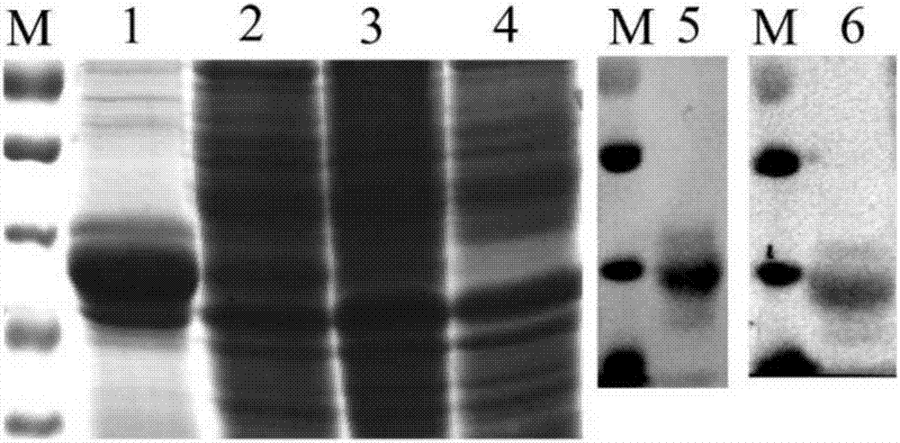 Gene gapdh for expressing erysipelothrix rhusiopathiae recombinant protein GAPDH (glyceraldehyde-3-phosphate dehydrogenase) as well as recombinant escherichia coli and applications of gene gapdh