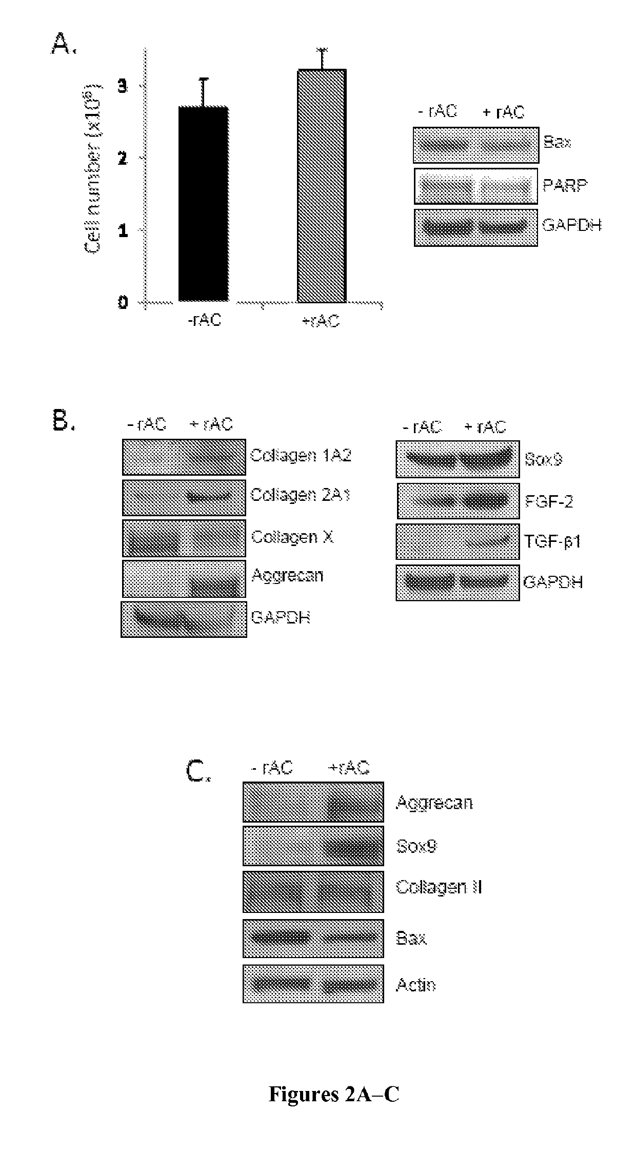 Ceramidase and cell differentiation