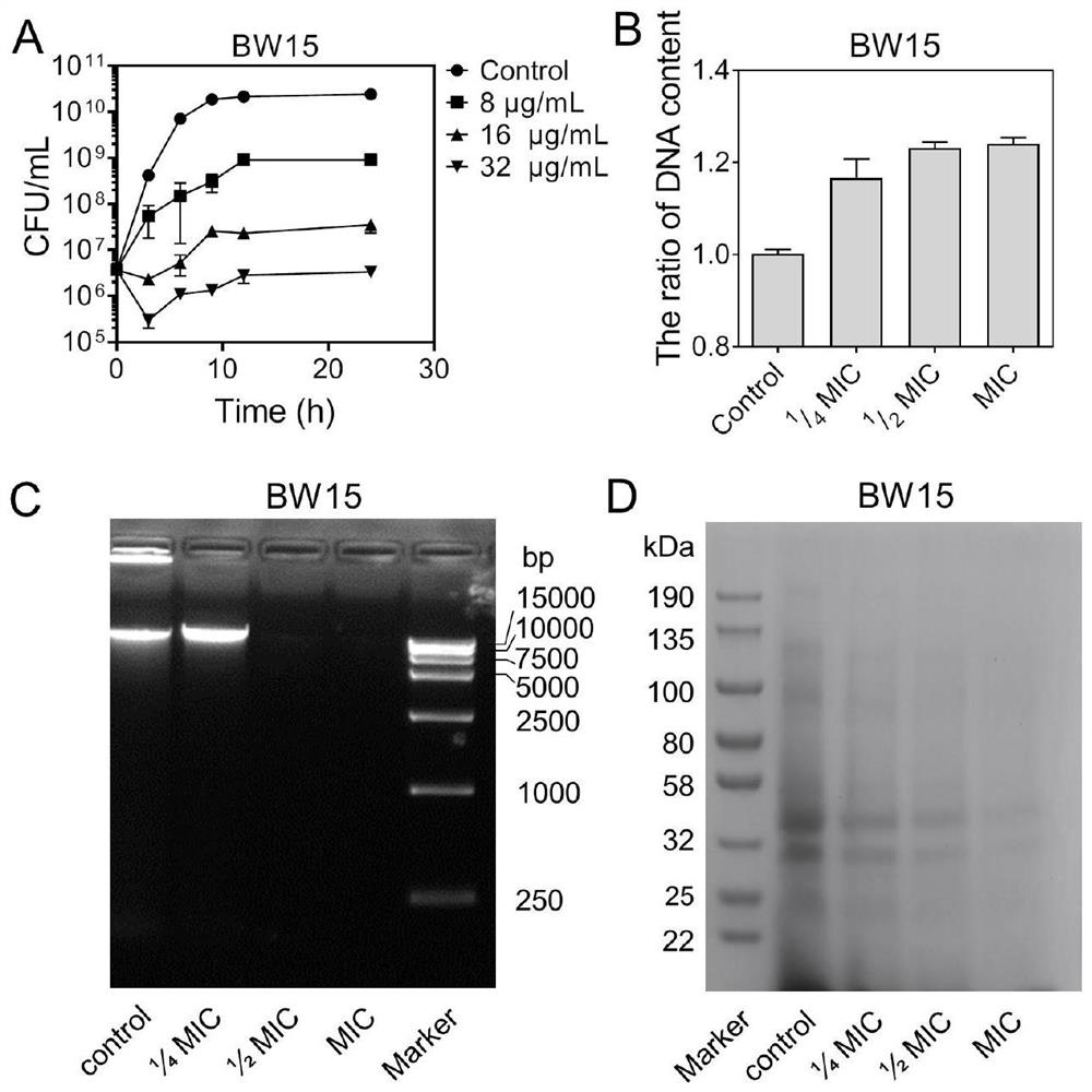 New antibacterial application of cyanine dye ir780