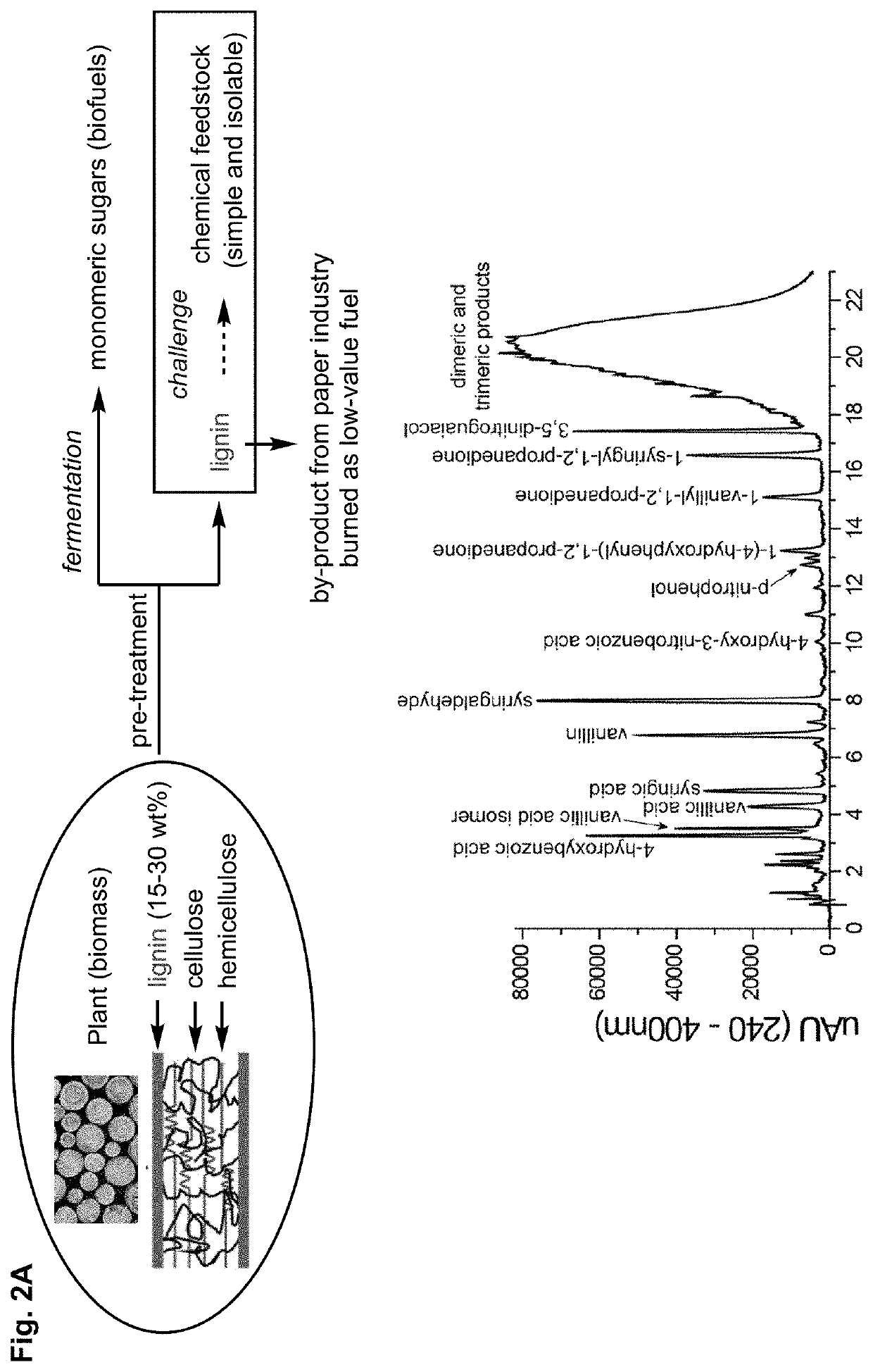 Depolymerization and valorization of a biopolymer