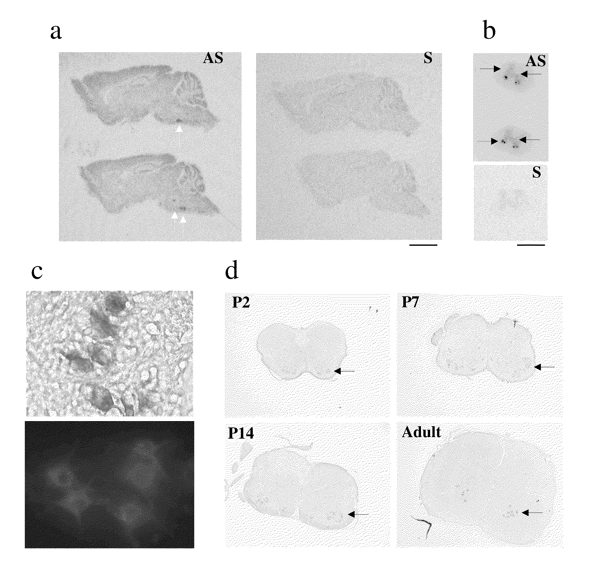 Excitatory glycine receptors and methods