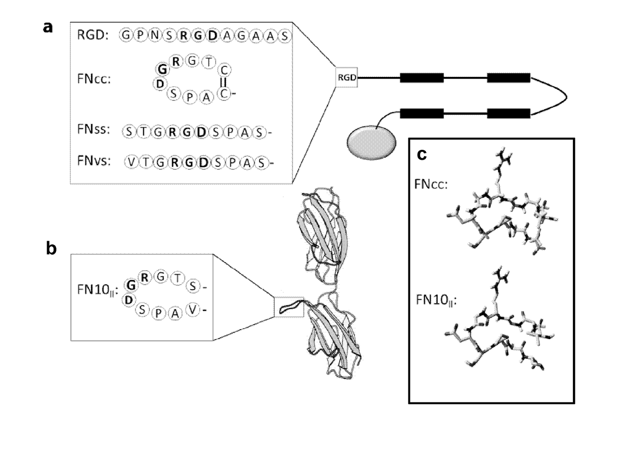 Cyclic rgd cell-binding motif and uses thereof