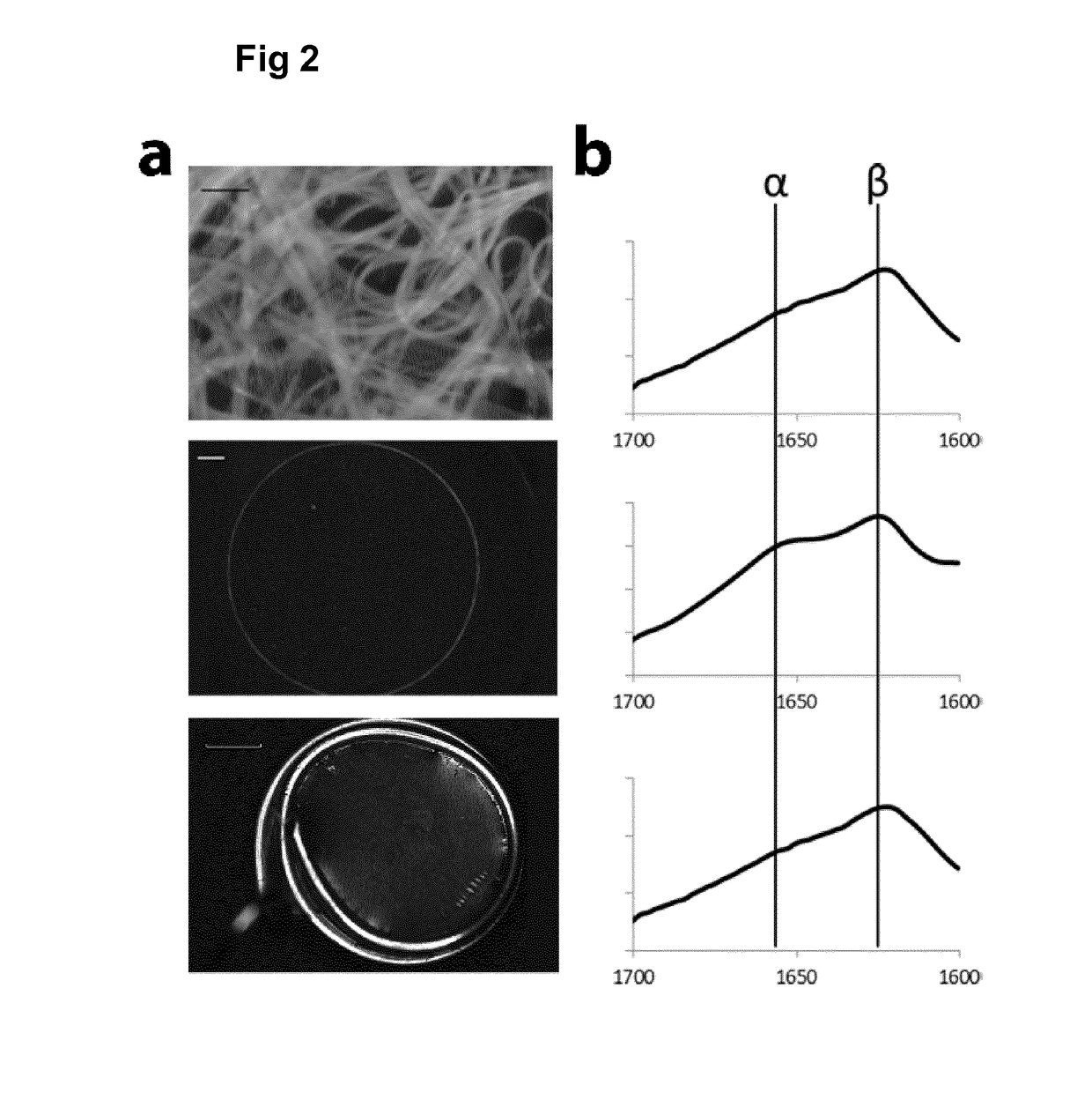 Cyclic rgd cell-binding motif and uses thereof