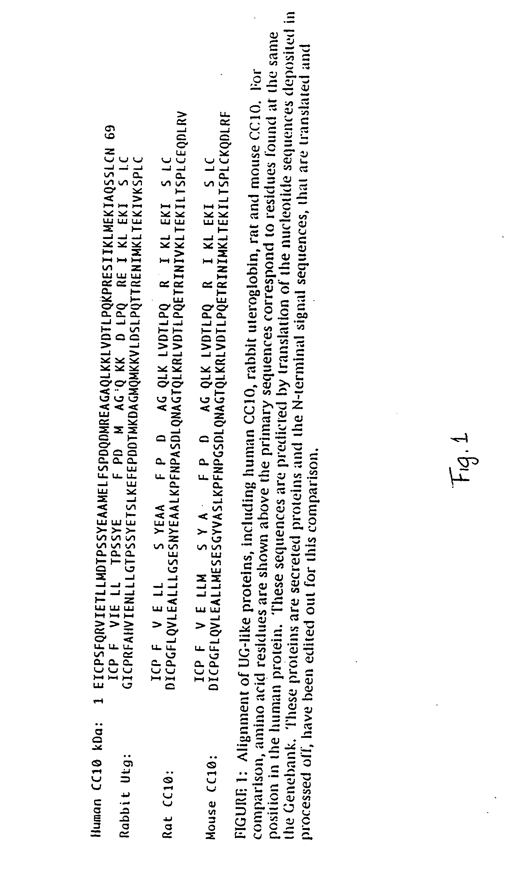 Recombinant human uteroglobin in treatment of inflammatory and fibrotic conditions