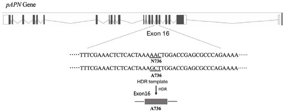 Composition for fixed-point modification of pAPN-gene 16 exon and application of composition