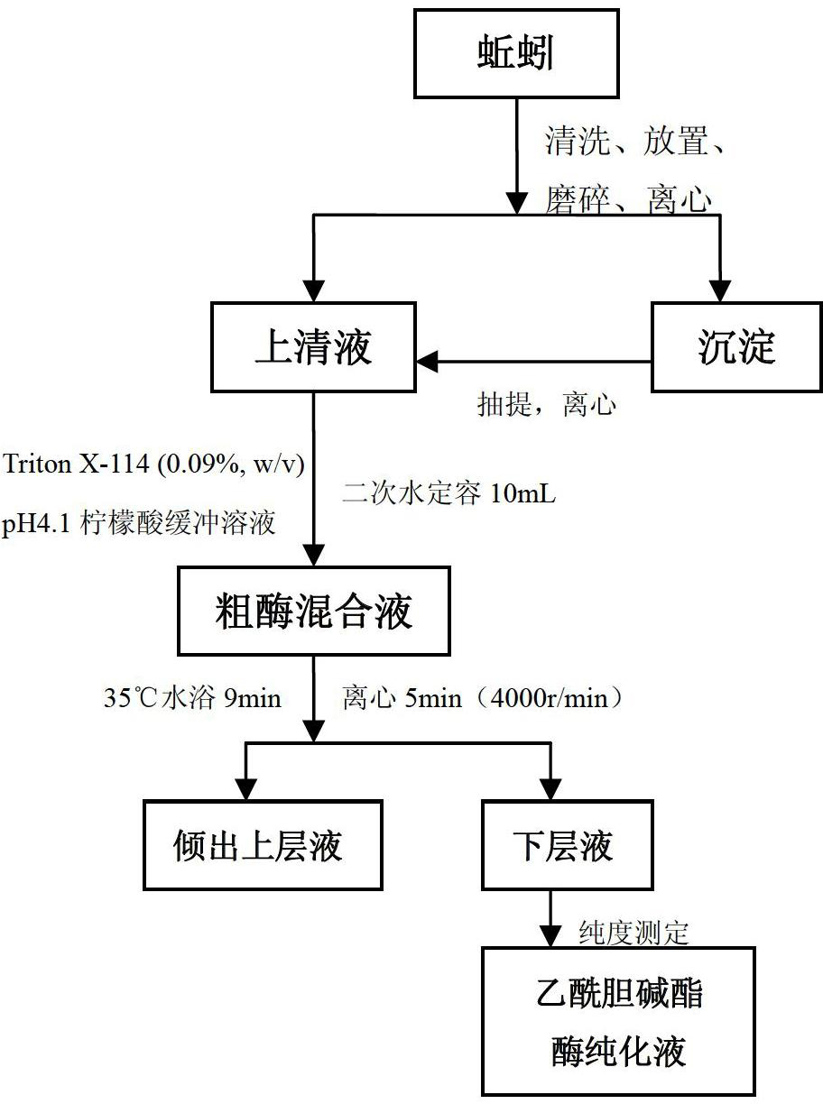 Purification method of acetylcholinesterase from earthworm serum