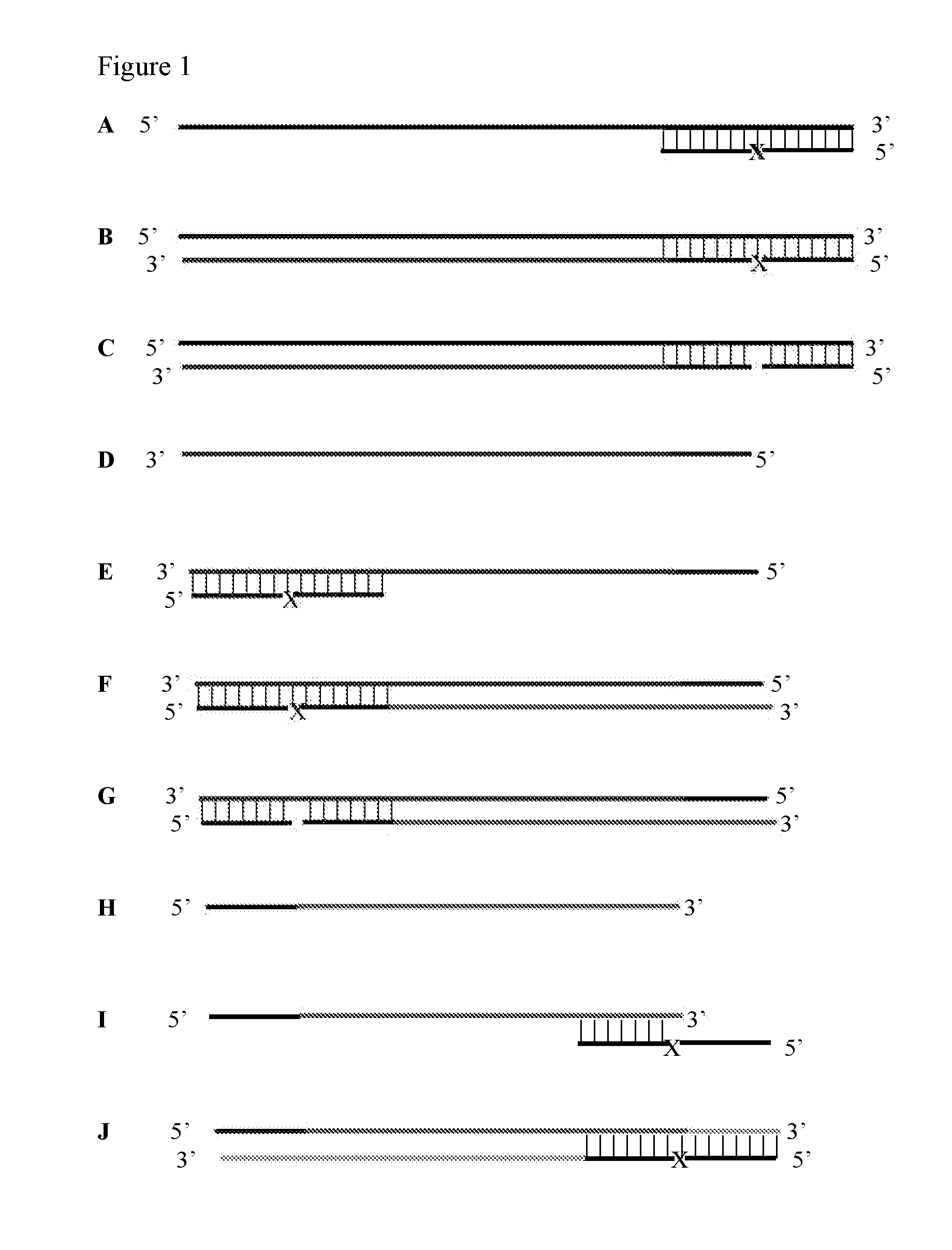 Isothermal strand displacement amplification