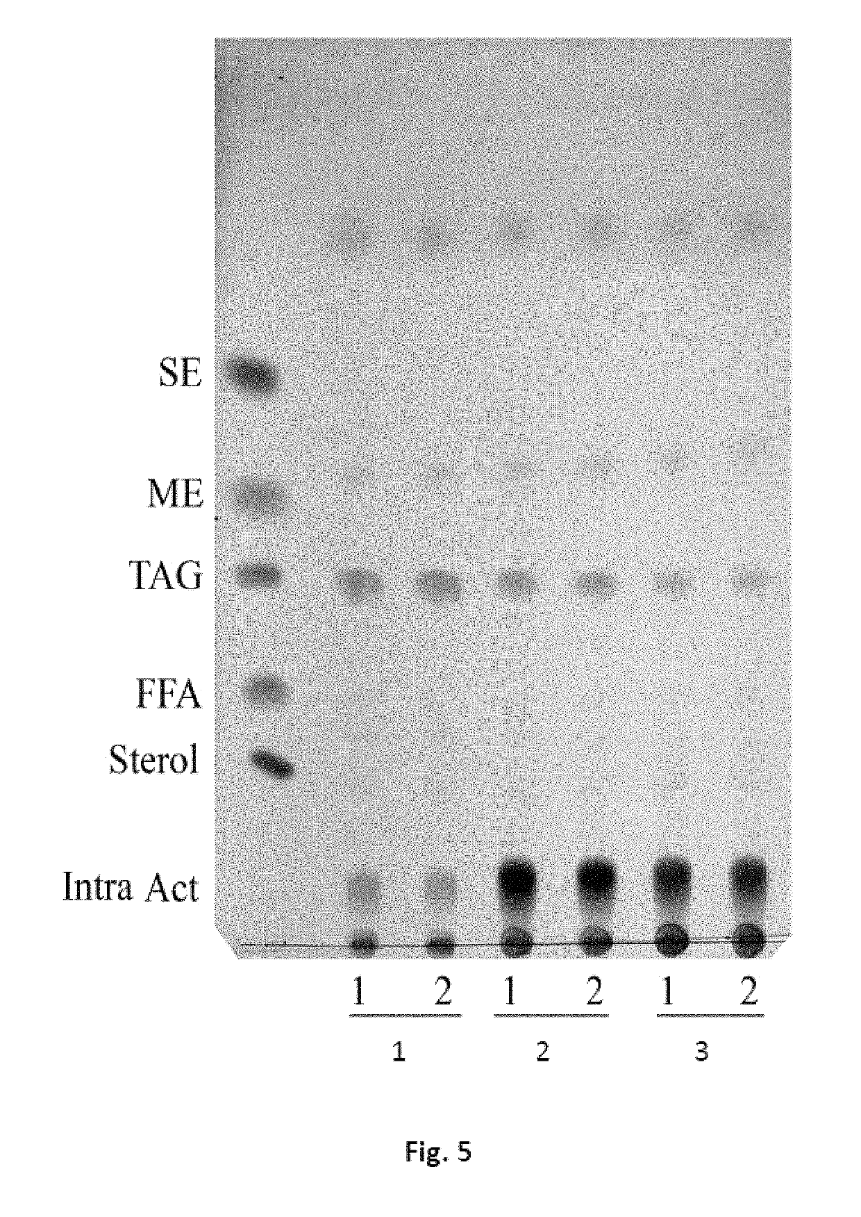 Triacylglycerol-based lipid composition