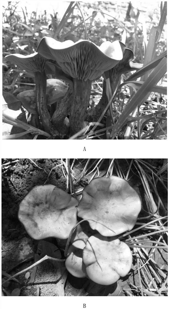 A method for cultivating fruiting bodies by a strain of A. chinensis and its liquid strain