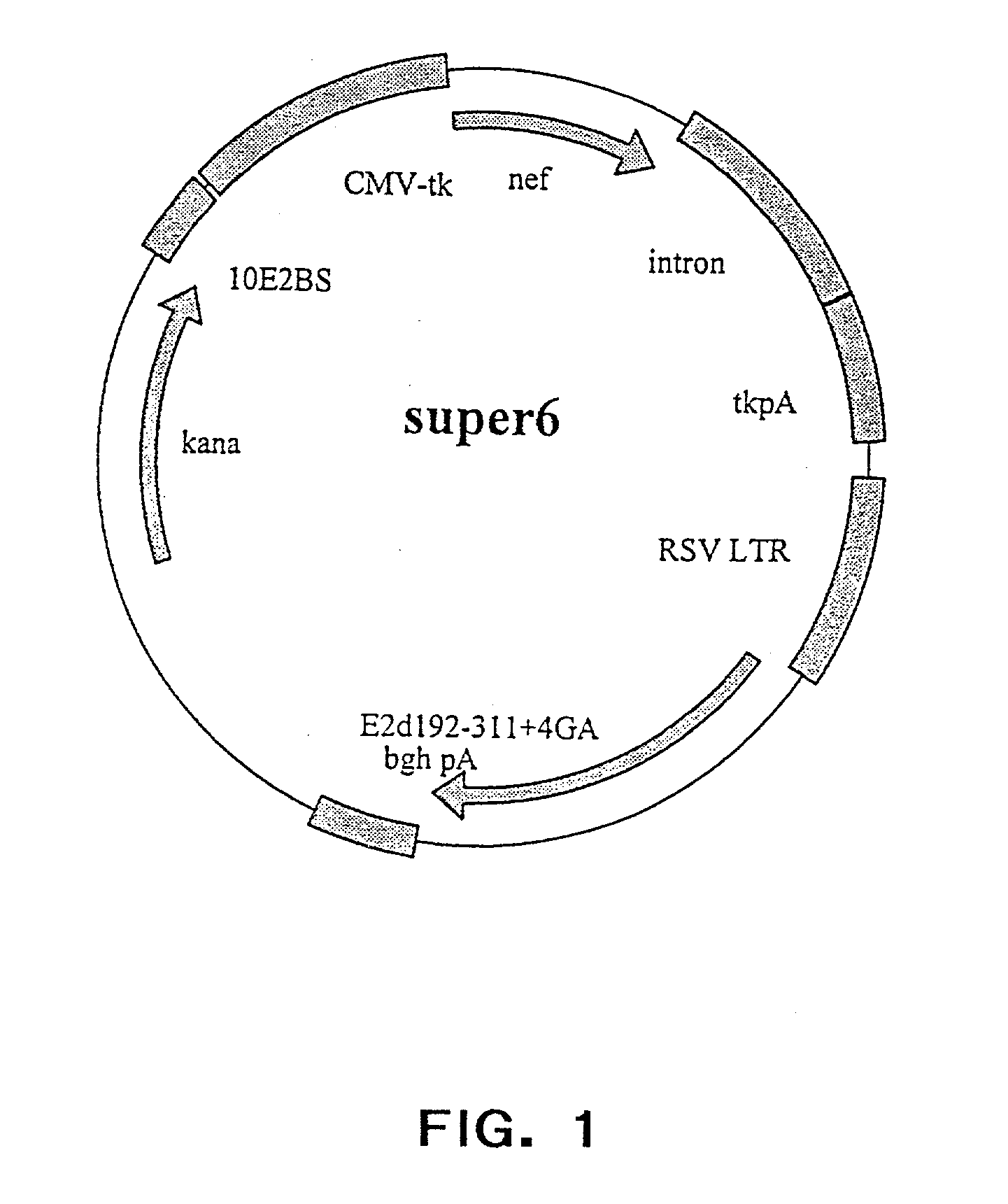 Novel expression vectors and uses thereof