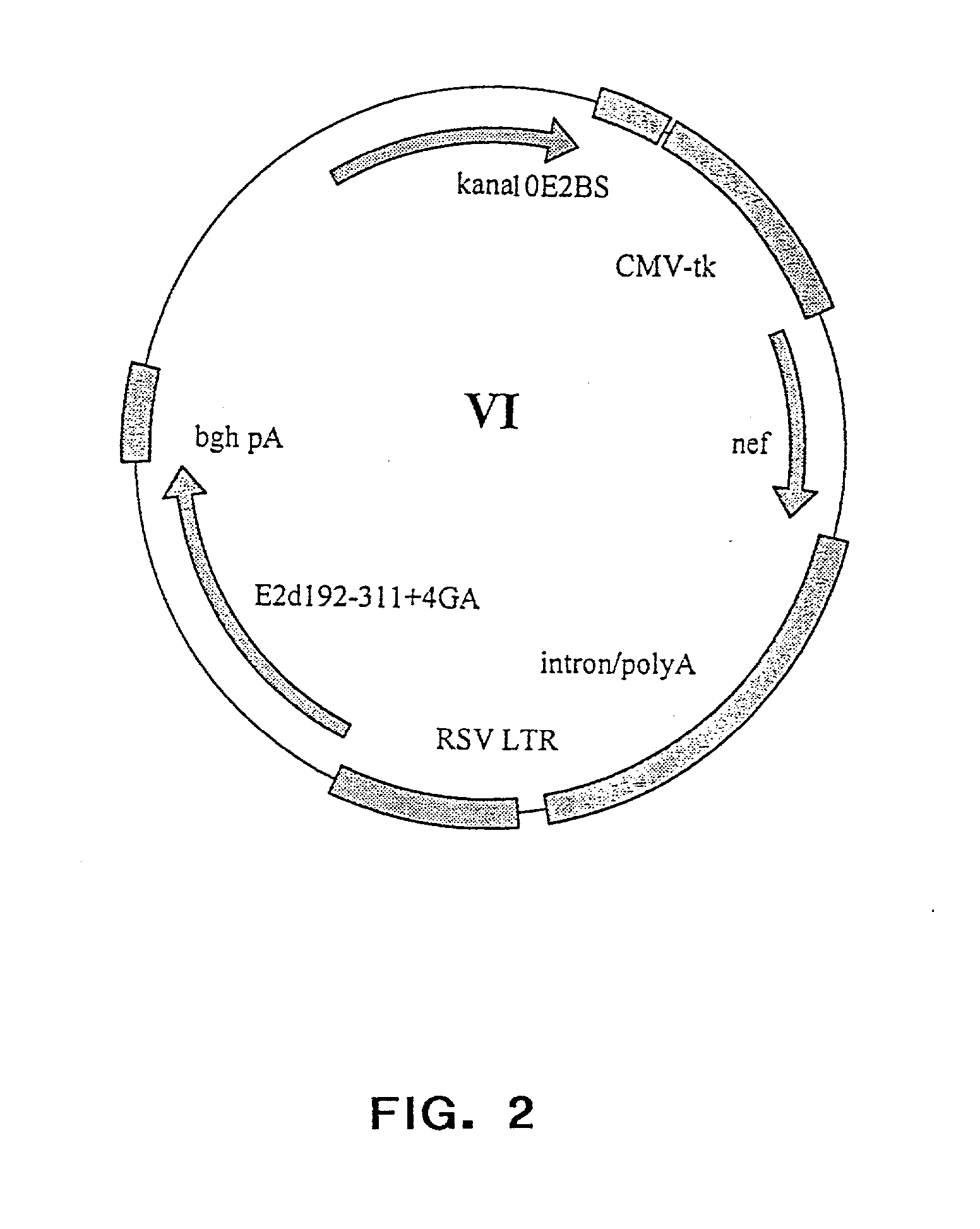 Novel expression vectors and uses thereof