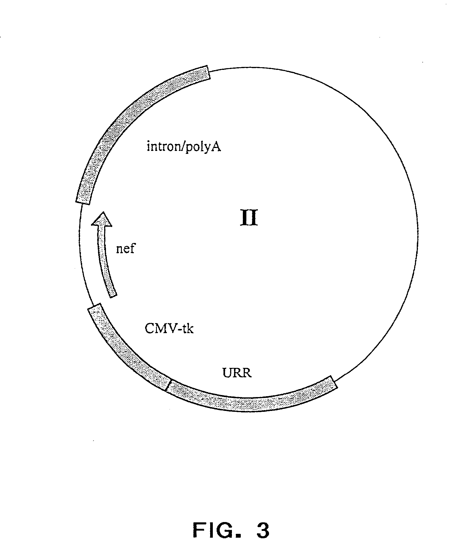 Novel expression vectors and uses thereof