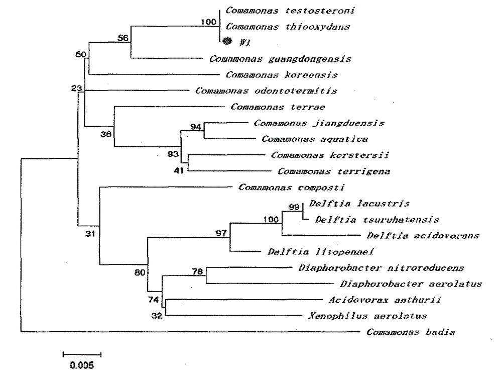 Degradation bacterium capable of efficiently degrading propyzamide and application thereof