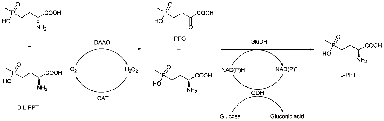 Method for preparing L-phosphinothricin through de-racemization by biological enzyme method, phosphinothricin dehydrogenase mutant and application