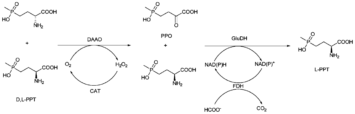 Method for preparing L-phosphinothricin through de-racemization by biological enzyme method, phosphinothricin dehydrogenase mutant and application