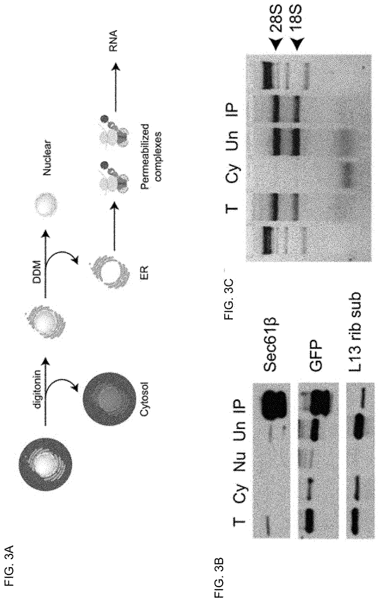 Methods and compositions for treating diabetes, and methods for enriching mRNA coding for secreted proteins