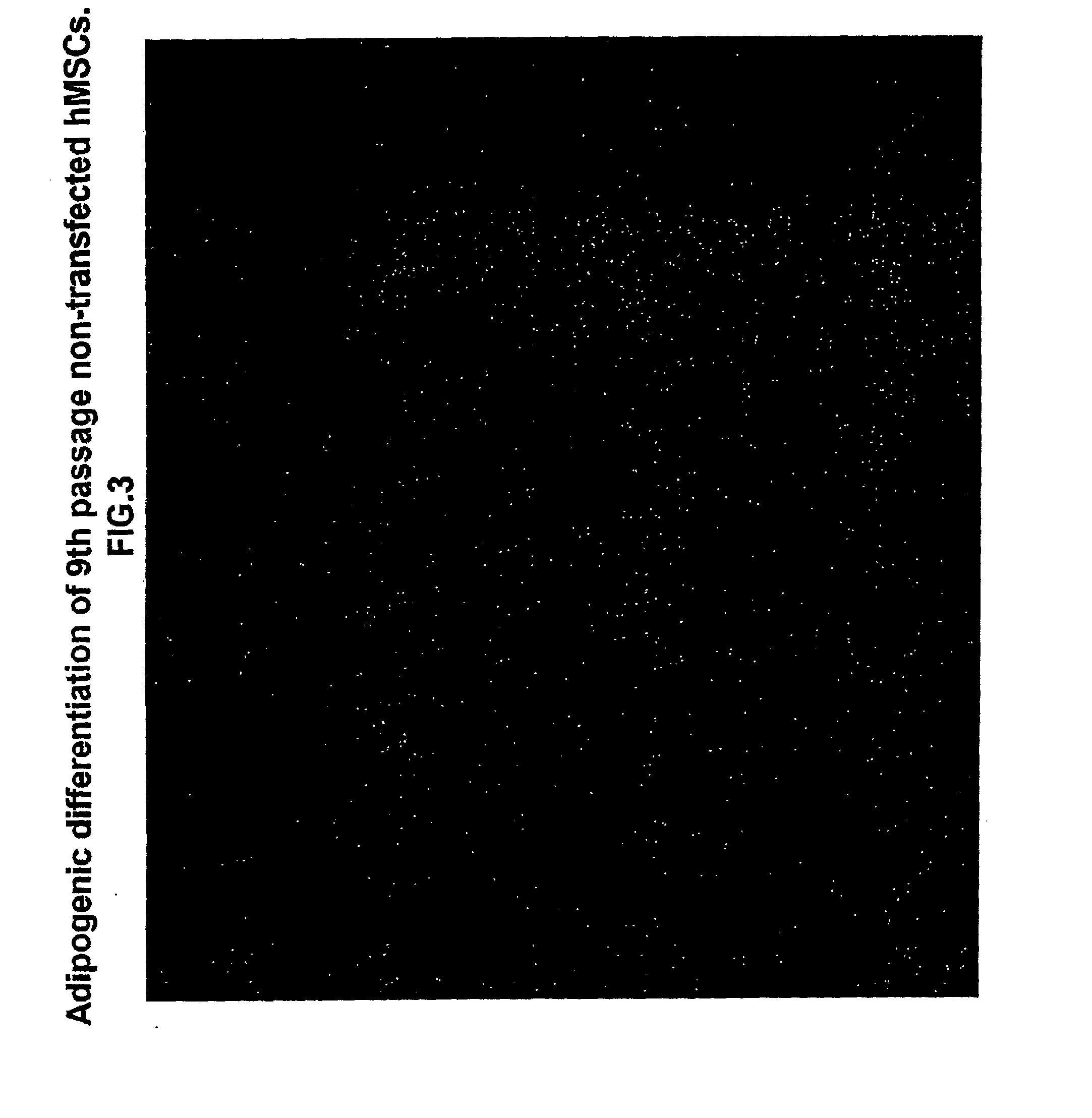 Compositions of late passage mesenchymal stem cells (MSCS)