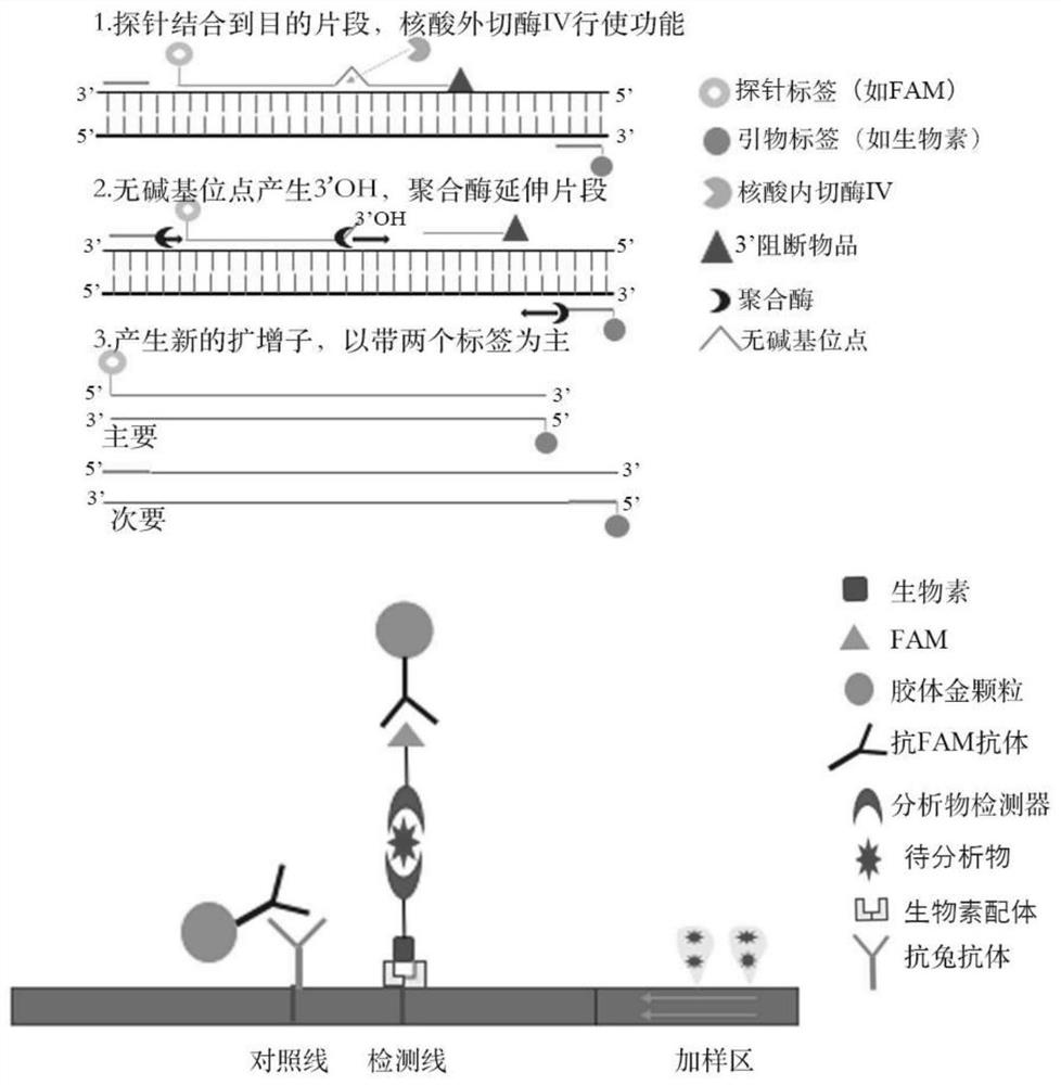 Novel coronavirus RPA test strip detection kit