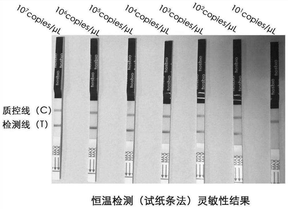 Novel coronavirus RPA test strip detection kit