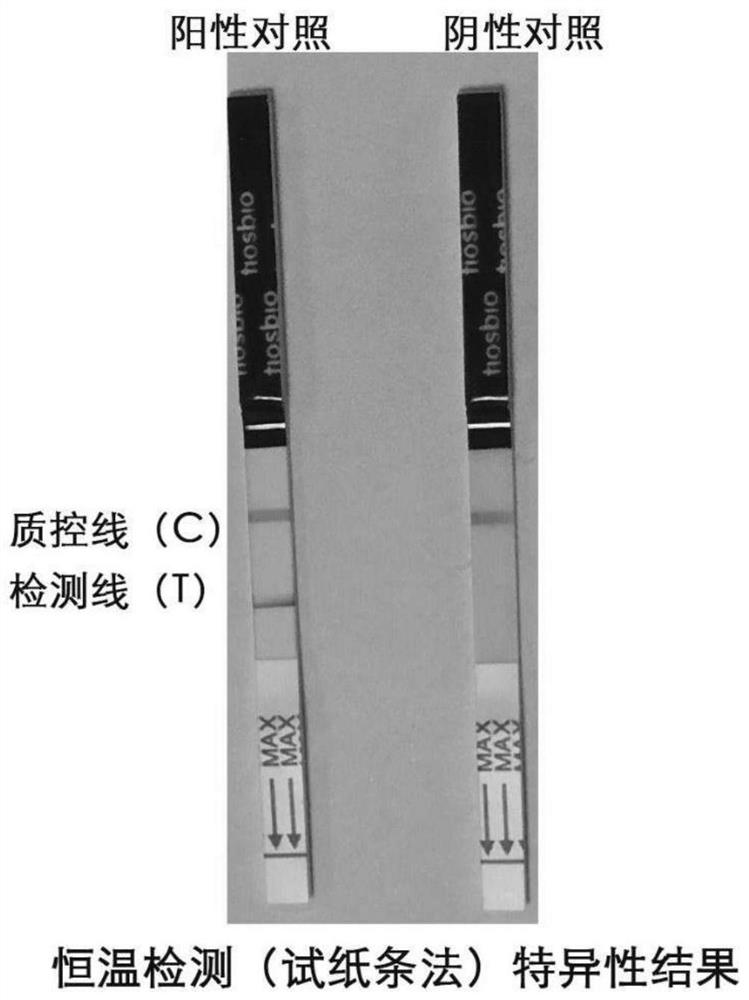 Novel coronavirus RPA test strip detection kit