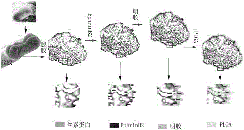 A tissue-engineered artificial nerve and its preparation method